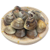 HARD CLAM FULL SHELL 21/25 PCS/PKT (LALA BIG SIZE) 硬壳蛤