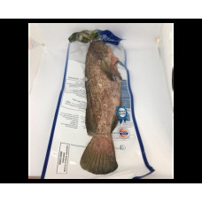 GROUPER FISH (WHOLE CLEAN) 800/1000 GM/PC 石斑（清干净）