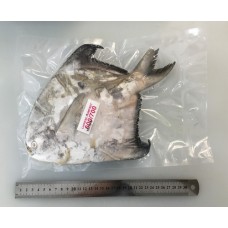 POMFRET CHINESE 600/700 斗底鲳（原只）